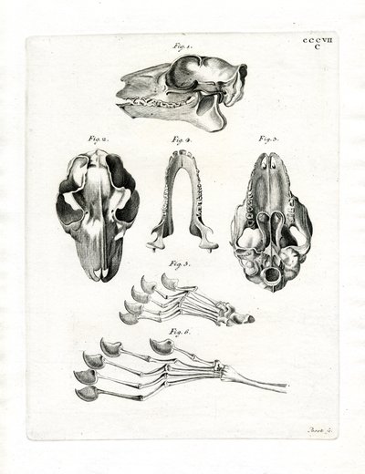 Flying Lemur Skull (färgad gravyr) av German School