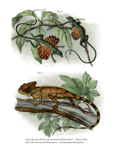Flying Lizard (färg litho) av German School
