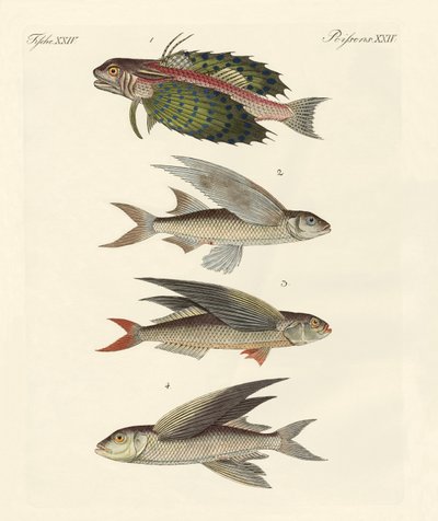 Flygande fisk av German School