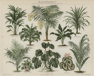 Lövväxter (färg litho) av German School