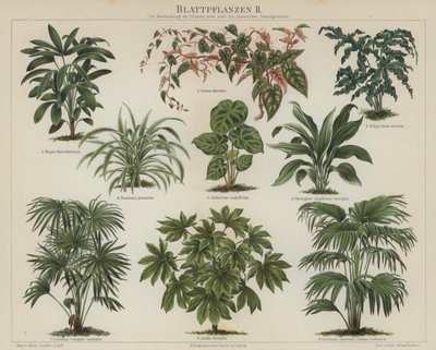 Lövväxter (färg litho) av German School