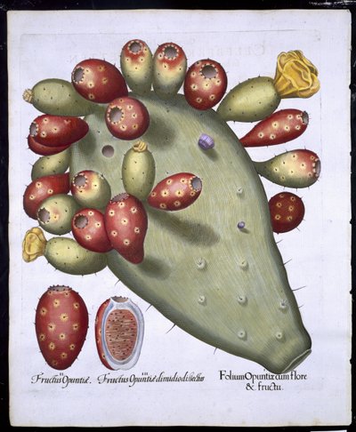Folium Opuntia från Hortus Eystettensis av Basil Besler (1561-1629) pub. 1613 (handfärgad gravyr) av German School