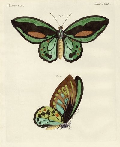 Utländska fjärilar av en fenomenal storlek av German School