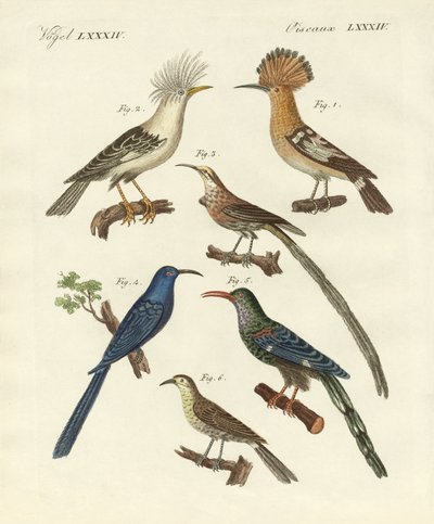 Främmande typer av hoopoes (färgad gravyr) av German School
