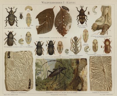 Skogsskadegörare: skalbaggar (färg litho) av German School