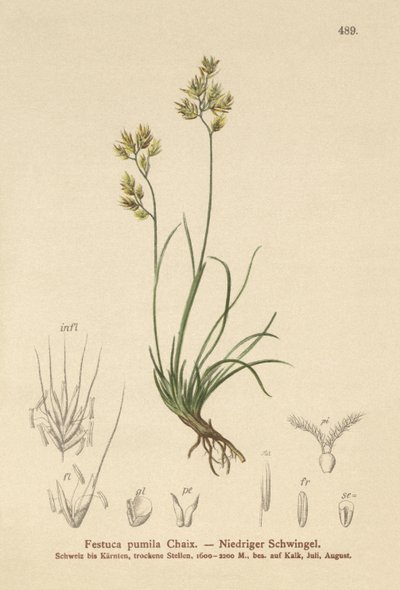 Fyrbladig svängel (Festuca pumila, Festuca quadriflora) av German School