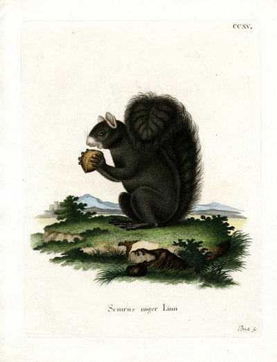 Fox Squirrel (färgad gravyr) av German School