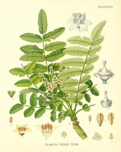 Frankincense, illustration från Koehlers Medicinal Plants, publicerad 1887 av German School