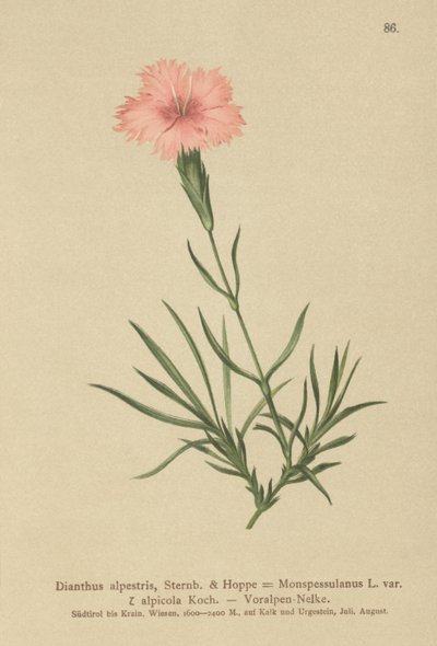 Rosa fransar (Dianthus Monspessulanus, Dianthus alpestris, Dianthus alpicola) av German School