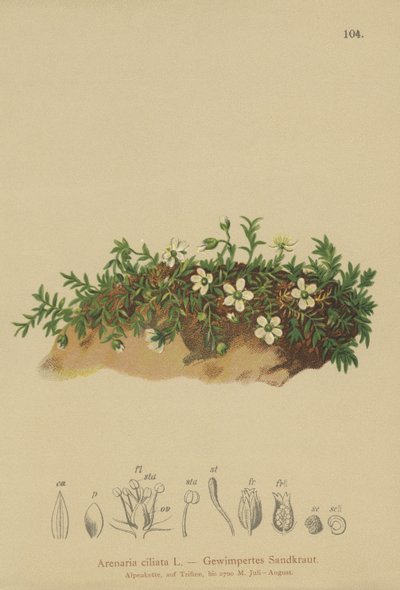 Fransad sandört (Arenaria ciliata) av German School