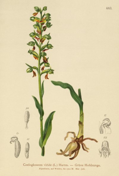 Grodorkidé (Coeloglossum viride) av German School