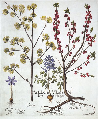 Fumewort, Daphne mezereum, Cornelian Cherry och Spring Crocus, från Hortus Eystettensis, av Basil Besler (1561-1629), pub. 1613 (handfärgad gravyr) av German School
