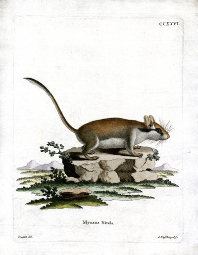 Trädgårdsdormus (färgad gravyr) av German School