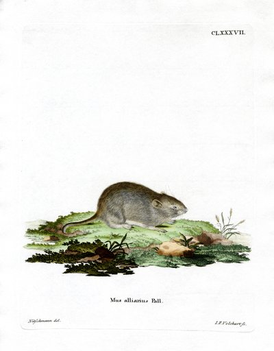 Vitlöksmus (färgad gravyr) av German School