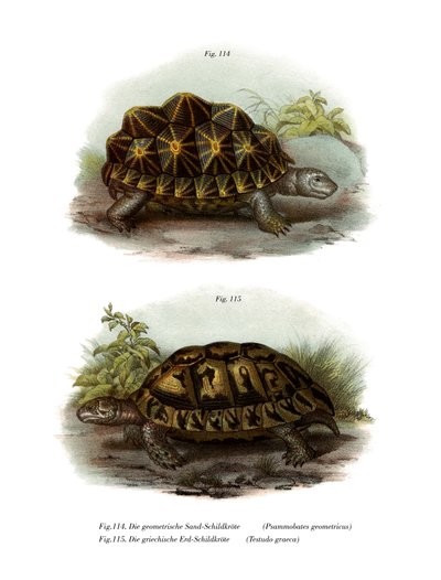Geometrisk sköldpadda (färg litho) av German School