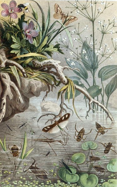 German Water Bugs and Water Striders, tallrik från "Brehms Tierleben: Allgemeine Kunde des Tierreichs", vol.9, s.33, publicerad bz Bibliographisches Institut av German School