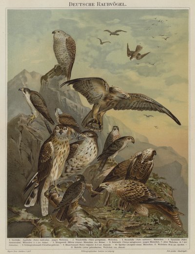 Tyska rovfåglar (färg litho) av German School