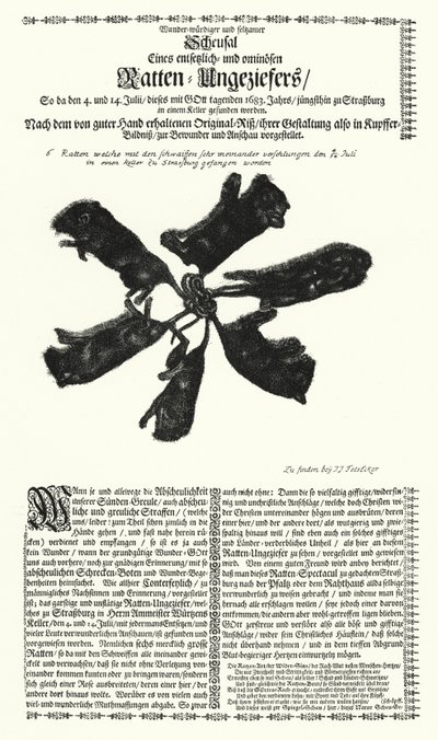 Jätteråttor fångade i Strasbourg 1683 (gravyr) av German School