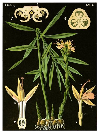 Ingefära (Zingiber officinale Roscoe) c.1890 (kromolitografi) av German School