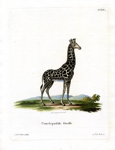 Giraffe (färgad gravyr) av German School