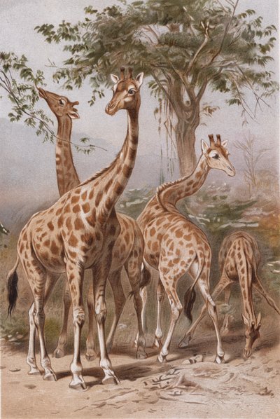 Giraffe, tallrik från Brehms Animal Life> General Lore of the Animal Kingdom, vol. 3, sid. 9, publicerad bz Bibliographic Institute, 1891 av German School