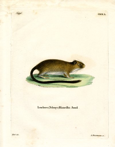 Golden Atlantic Tree Rat (färgad gravyr) av German School