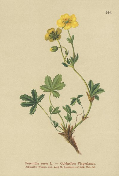 Gyllene Cinquefoil av German School