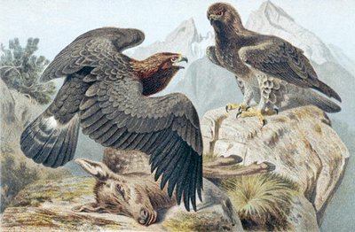 Golden Eagle, tallrik från "Brehms Tierleben: Allgemeine Kunde des Tierreichs" vol.6, s.266, utgiven av Bibliographisches Institut av German School