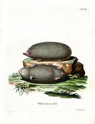Golden Mole (färgad gravyr) av German School
