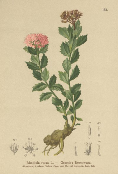 Gyllene rot (Rhodiola rosea) av German School