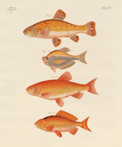 Guldfisk (färgad gravyr) av German School