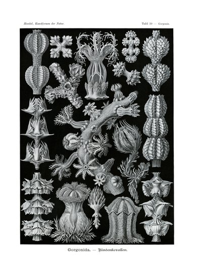 Gorgonid, 1899-1904 av German School