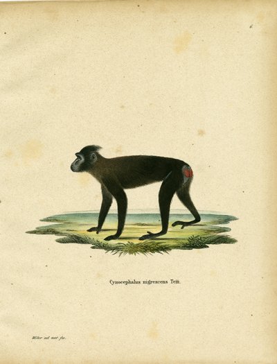 Gorontalo Macaque (färgad gravyr) av German School