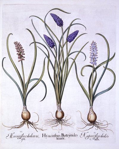 Grape Hyacinths, från Hortus Eystettensis, av Basil Besler (1561-1629), pub. 1613 (handfärgad gravyr) av German School