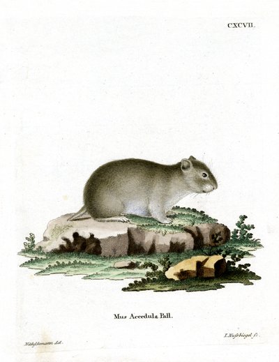 Grå dvärghamster (färgad gravyr) av German School
