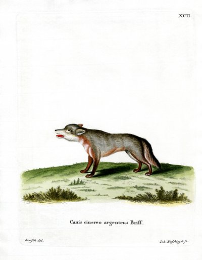 Grey Fox (färgad gravyr) av German School