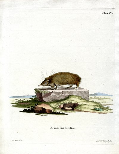 Greater Hedgehog Tenrec (färgad gravyr) av German School