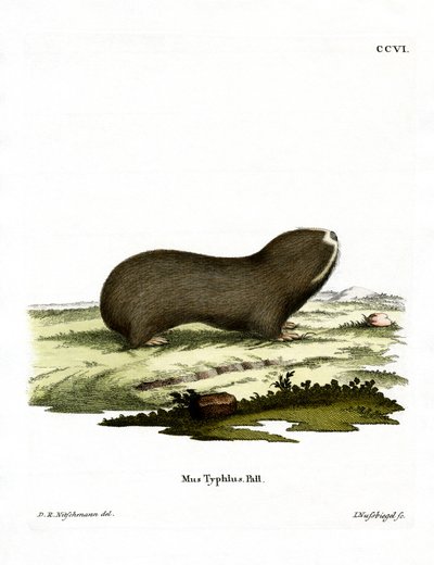 Greater Mole Rat (färgad gravyr) av German School