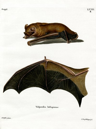 Greater Noctule Bat (färgad gravyr) av German School