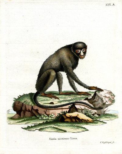 Greater Spot-nosed Monkey (färgad gravyr) av German School
