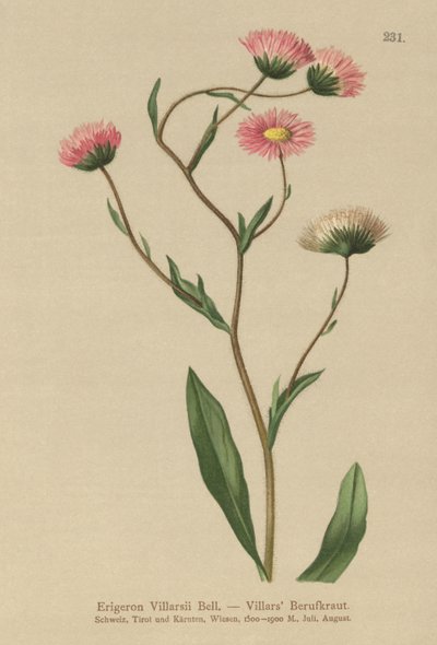 Grekisk Fleabane (Erigeron Villarsii, Erigeron atticus) av German School