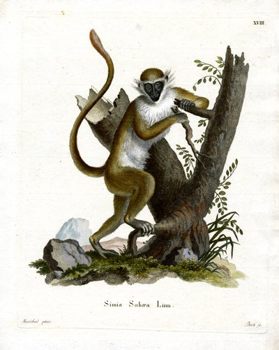 Green Monkey (färgad gravyr) av German School