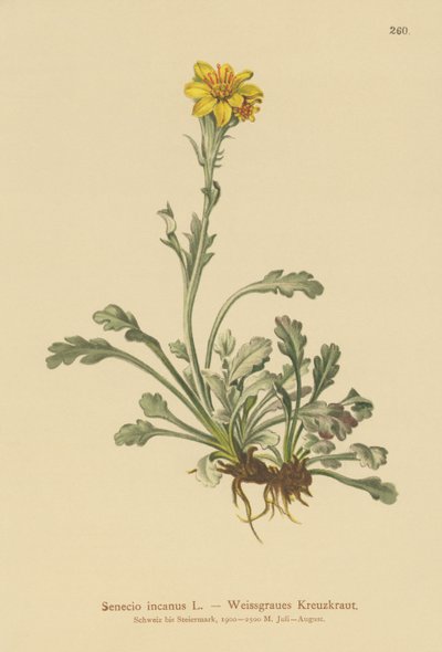 Grå raggört (Senecio incanus) av German School