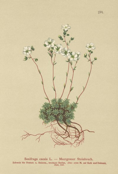 Grå saxifrage (Saxifraga caesia) av German School