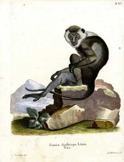 Grivet (färgad gravyr) av German School