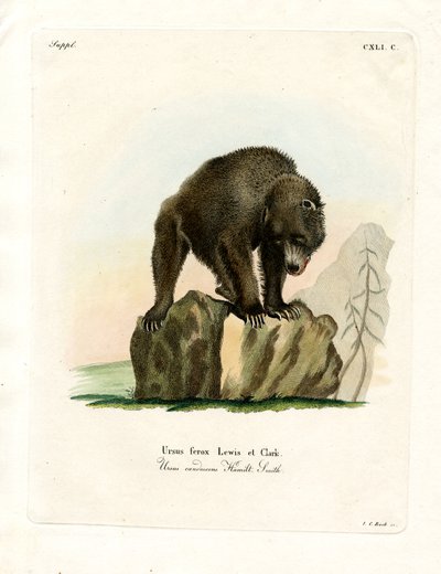 Grizzly Bear (färgad gravyr) av German School
