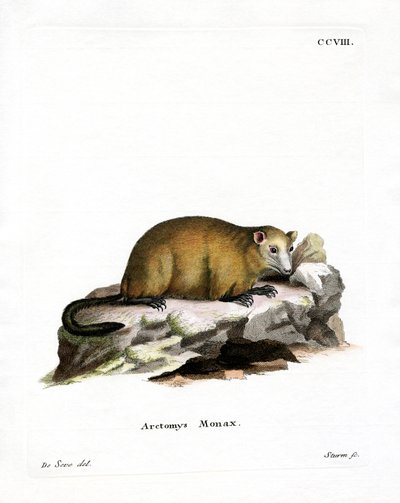 Groundhog (färgad gravyr) av German School