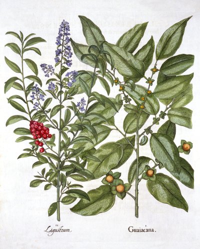 Guaiacum och kinesisk liguster, från Hortus Eystettensis, av Basil Besler (1561-1629), pub. 1613 (handfärgad gravyr) av German School
