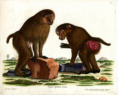 Guinea bavian (färgad gravyr) av German School