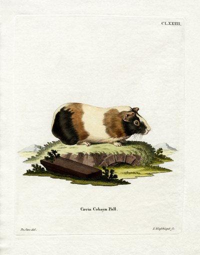 Marsvin (färgad gravyr) av German School
